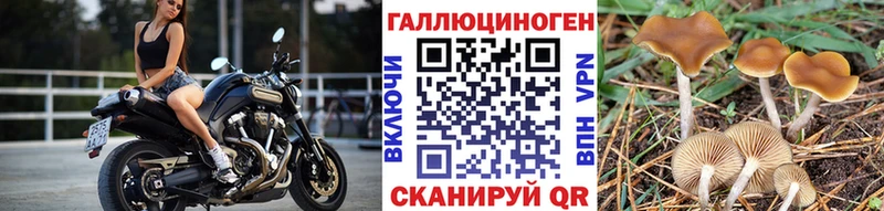 Псилоцибиновые грибы Psilocybe  OMG зеркало  Удомля 
